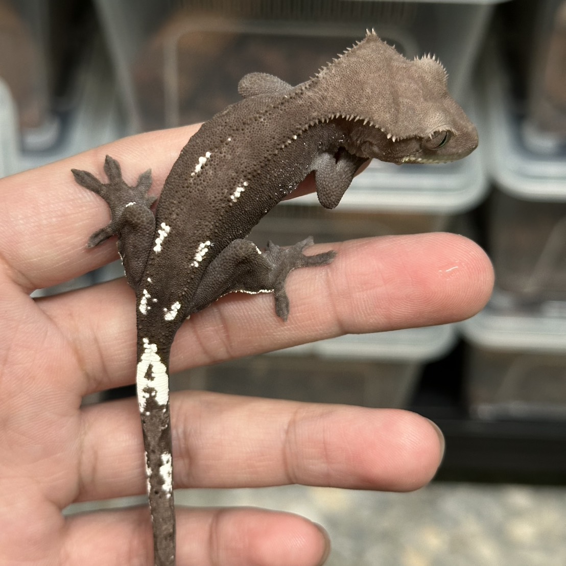 從心爬蟲